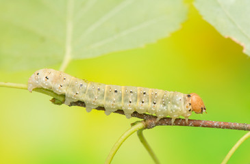 Fototapeta premium Caterpillar - Achlya flavicornis