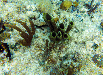 Tube Sponge