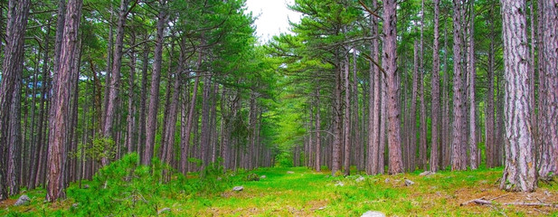 Forest background © denis_333