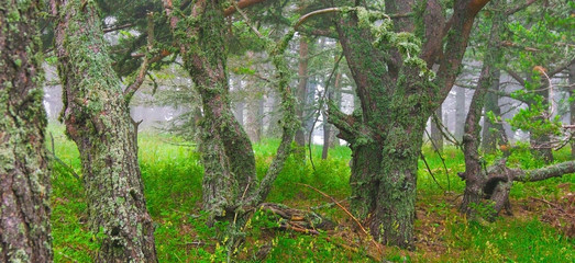 Forest background © denis_333