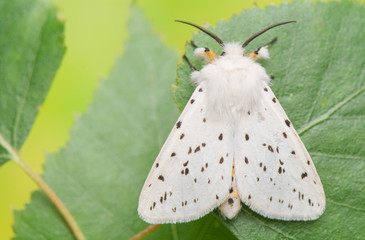 Fototapeta premium night butterfly - Spilosoma lubricipeda