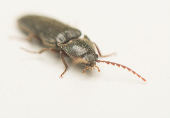 Jump beetle - Elateridae