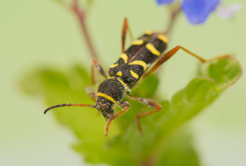 Beetle - Clytus arietis
