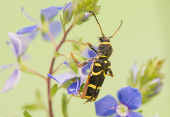 Beetle - Clytus arietis