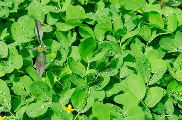 pinto peanut leaves and water drops