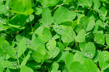 pinto peanut leaves and water drops
