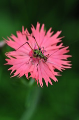 ナデシコの花にツユムシ