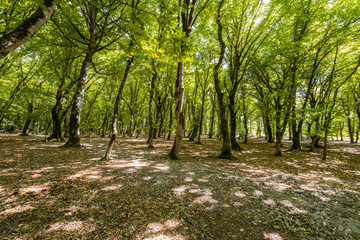 Forest on the bright summer day