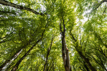 Forest on the bright summer day