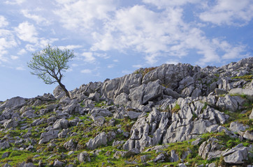 カルスト台地（四国カルスト）