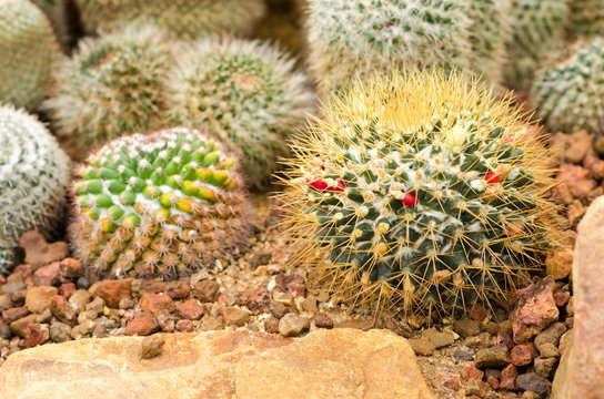 cactus plant in greenhouse