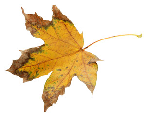 bright autumn leaf, isolated on white