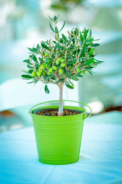 olive tree