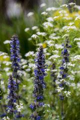 Obraz premium wild flowers