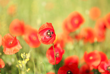 Meadow with beautiful bright red poppy flowers in spring