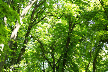Beautiful trees in forest