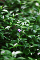 Obraz premium Spring plants in garden