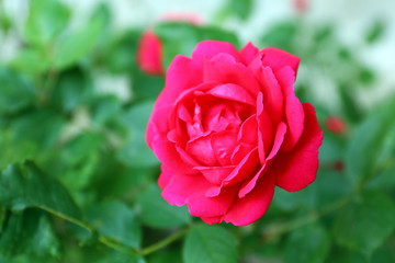 Beautiful rose in garden