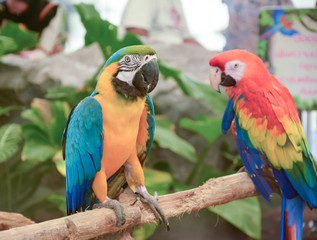 colorful Macaw in Pantanal