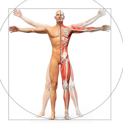 Human anatomy displayed as the vitruvian man