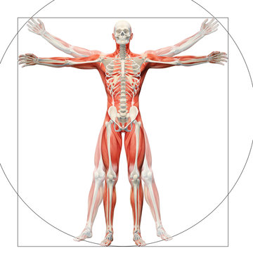 Human anatomy displayed as the vitruvian man