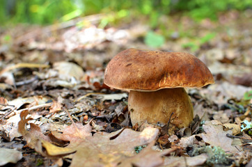 boletus edulis fungi