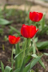 Fototapeta premium red tulips