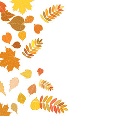 Autumn leaves falling and spinning on white.