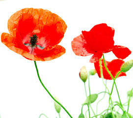 Obraz premium red poppy