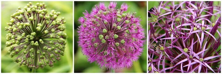 Obraz premium Zierlauch kugel stern