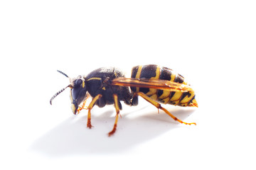 wasp on white