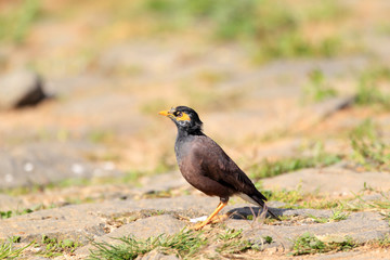 Common myna (Acridotheres tristis melanosternus) in Sri Lanka 