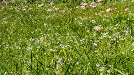 grass in may