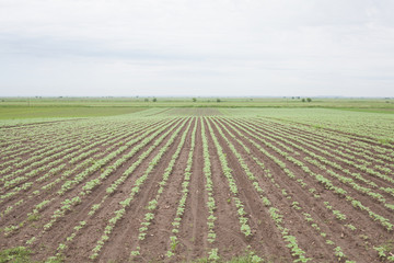 planted field