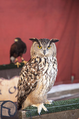 Búho real