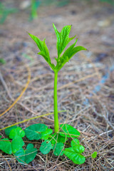 Seedlings plant