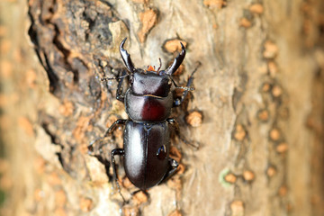 Dorcus striatipennis Stag beetle in Japan 