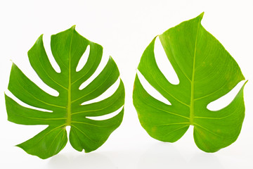 モンステラの葉