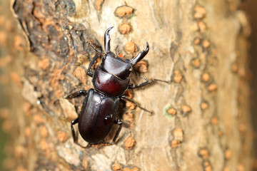 Dorcus striatipennis Stag beetle in Japan 