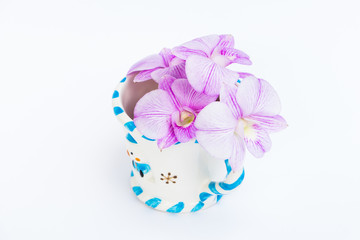 Fototapeta na wymiar Beautiful purple orchid flowers in a cup