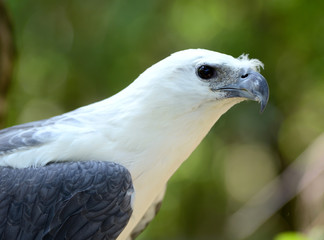 white bellie sea eagle