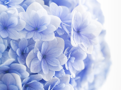 Fototapeta 淡い青紫の紫陽花