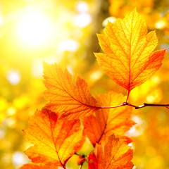 Fototapeta premium Autumn Foliage