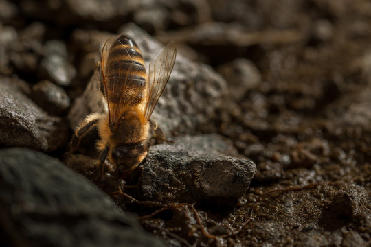 Bee drinks water detail