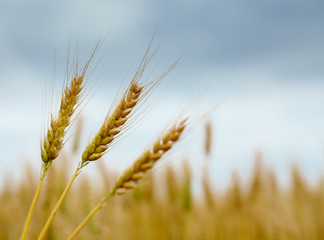 Ripe wheat