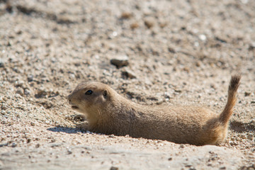 プレーリードッグ