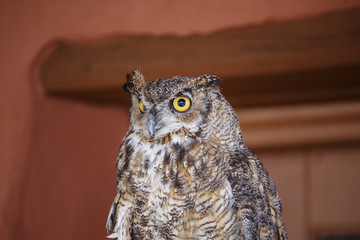 Horned Owl at Angle