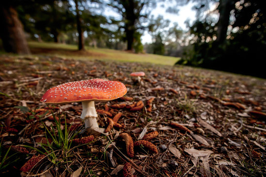 Amanita Muscaria Mushroom with blurred forest in the background