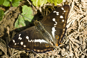 Grosser Schillerfalter
