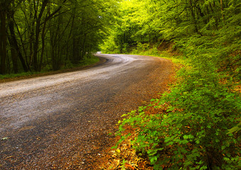 Fototapeta premium Road in the forest. Beautiful summer landscape